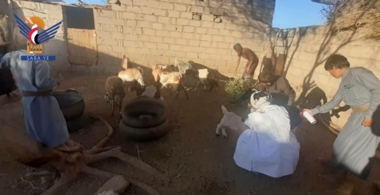 Gemeinschaftsinitiative zur Behandlung 5.800 Schafe und Ziegen im Distrikt Al-Juba