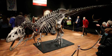 ألمانيا تعيد حفرية ديناصور نادرة إلى البرازيل كانت قد نُقلت بشكل غير قانوني