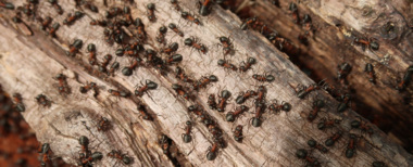 باحثون يتوصلون إلى إجابة عن عدد النمل الذي يعيش على الأرض