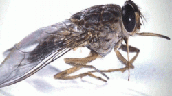 علماء ينجحون في إنشاء أدق خارطة لدماغ ذباب