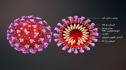 دارسة تحدد كم يعيش فيروس كورونا في الجسم
