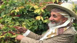 تنفيذ حقل إرشادي لمحصول البن في مديرية المشنة بإب