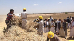 تدشين موسم حصاد القمح في المقاش بمديرية الصفراء في صعدة