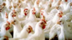 Aggressionsluftwaffe fliegt einen Luftangriff auf eine Hühnerfarm in Al-Dhalea an