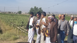 محافظ صنعاء يطلع على مزارع العنب بهمدان