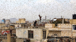 أسراب من الجراد تغطي سماء العاصمة صنعاء وعدد من المحافظات