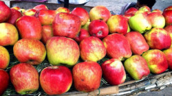 فاكهة التفاح في اليمن .. جودة وإنتاجية