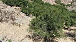 تدشين زراعة اللوز والبن بمحمّية الحرف في بني مطر بصنعاء
