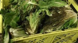 ضبط أصناف فاسدة من الخضروات في عدد من المحلات بالحديدة