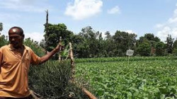البنك الدولي يمنح أثيوبيا 80 مليون دولار دعما لقطاع الزراعة