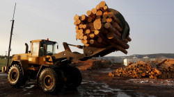 السلطات الروسية تفرض حظراً كاملاً على صادرات الأخشاب الصنوبرية