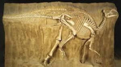 اكتشاف حفريات لديناصور عمرها 69 مليون عام في كندا