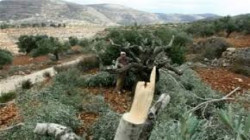 مستوطنون صهاينة يقطعون أشجار زيتون في جالود ويعتدون على رُعاة في يطا