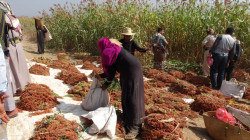 تدشين الموسم الخريفي لحصاد الذرة بمزرعة سردود في الحديدة