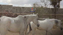 استشهاد مواطن ونفوق خيول أصيلة بغارات العدوان على العاصمة صنعاء