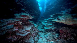 اكتشاف أنواع جديدة من الأسماك والشعاب المرجانية في المحيط الأطلسي