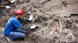 اكتشاف أحافير نادرة لديناصورات في شرق الصين