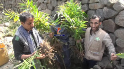 تدشين حصاد محصول الزنجبيل الأخضر في مديرية الجعفرية بريمة