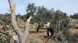 قطيع من المستوطنين يقتلعون أشجار زيتون جنوب بيت لحم بالضفة الغربية المحتلة