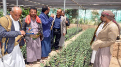 تدشين توزيع أربعة آلاف شتلة لوز بمحافظة صنعاء