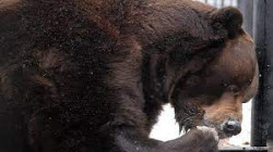 نفوق دبة هيمالايا بحديقة حيوان موسكو وهي في حالة السبات