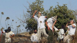 مستوطنون صهاينة يعتدون على المزارعين في جالود جنوب نابلس