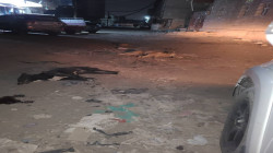 إبادة أكثر من ألف كلب ضال ومسعور بمحافظة صنعاء