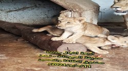 Zoo de Taiz se prépare à accueillir ses visiteurs lors des Jours de la Bienheureuse Eid Al-Fitr