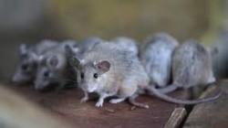 ملايين الفئران تجتاح المدن الأسترالية