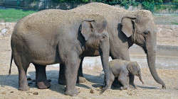 تنقل عائلة الفيلة الآسيوية في جنوب الصين