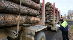 الرئيس الروسي يقرر حظر تصدير الخشب الخام من بداية يناير 2022م