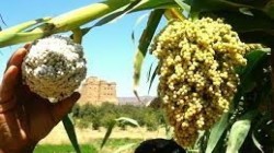 Voie Présente du futur... L'agriculture contractuelle au Yémen : rapport