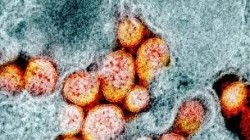 دراسة:البشرية شهدت وباء لفيروسات كورونا قبل آلاف السنين