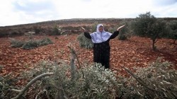 مستوطنون يتلفون 140 شتلة زيتون في بلدة الخضر جنوب بيت لحم.. واعتقال فلسطيني جنوب جنين