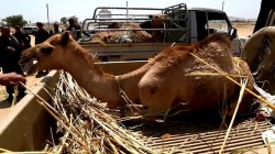 وصول قافلة من أبناء كرابة بمغرب عنس إلى صعدة دعما للمرابطين في الجبهات