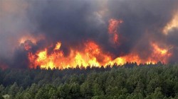 رسمياً.. السلطات الجزائرية تعلن سيطرتها على جميع الحرائق