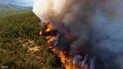 الجزائر: السجن المؤقت لـ3 أشخاص أضرموا النيران في الغابات