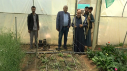وزير الزراعة يدشن عملية إنتاج الورد بمزارع الجودة الخضراء بالمحويت