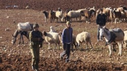 مستوطنون صهاينة يهاجمون رعاة الماشية في خلة مكحول بالأغوار الشمالية
