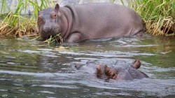 إصابة فرسي نهر بفيروس كورونا في حديقة حيوانات في بلجيكا