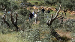 مستوطنون يقتلعون أشجار زيتون شمال غرب مدينة الخليل بالضفة الغربية المحتلة