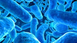 الكشف عن أكبر بكتيريا في العالم
