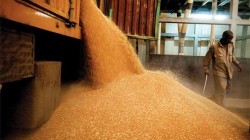 صحيفة صينية: الصين لن تفرج عن أي كمية من احتياطيات الحبوب لإنقاذ السوق الأوروبية