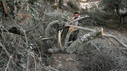 مستوطنون صهاينة يقطعون 40 شجرة زيتون في الجبعة جنوب بيت لحم