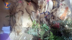Beschlagnahme eines Versuchs, 6 Hirsche im Hafen von Qohaza in der Hauptstadt zu schmuggeln