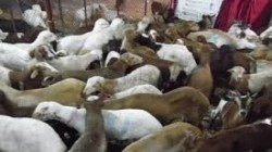20 Schafe und Kamele wurden bei der Explosion von zwei Aggressionsminen getötet