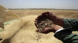 الهند منفتحة على تصدير القمح للدول المحتاجة رغم الحظر