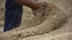 الهند تعتزم تصدير القمح المتعاقد عليه فقط بعد قرار الحظر