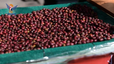 Experts agricoles : La qualité du café yéménite est due à ses gènes, qui le distinguent de ses homologues dans le monde