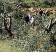 Extremist settlers cut down trees in the Kafr Ni'ma area, west Ramallah